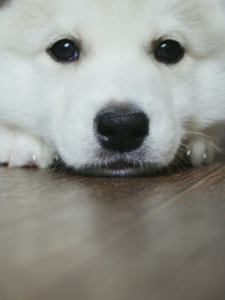 Siberian_husky