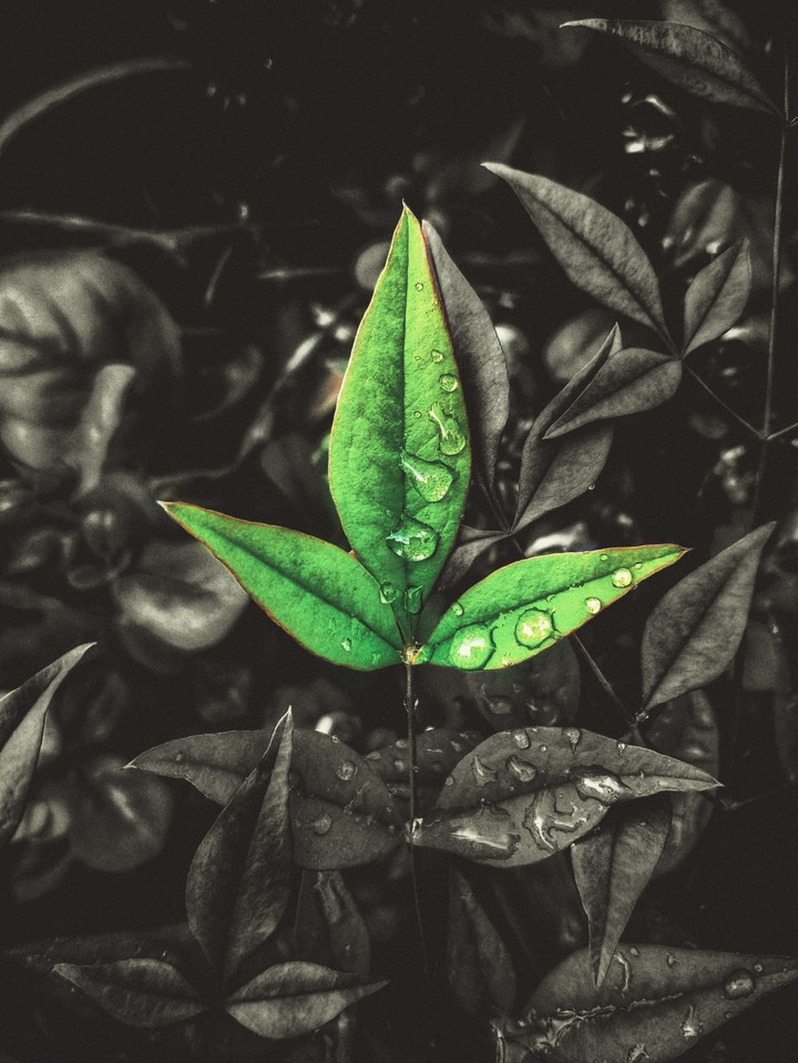 Abstract nature