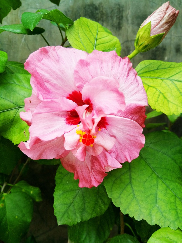 another variety Of Hibiscus
