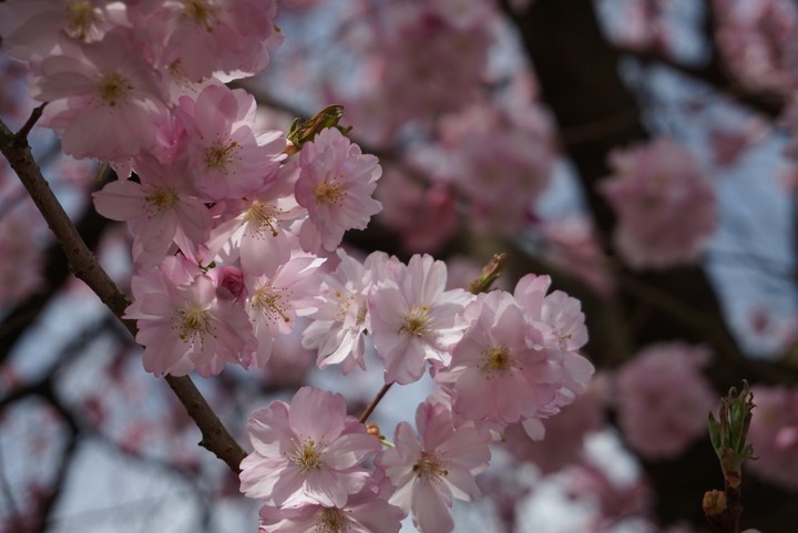 cherry blossom