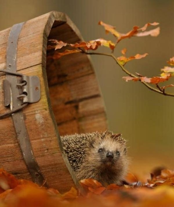 Herbst ♥️☘
