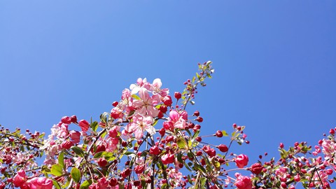 Cheery blossom