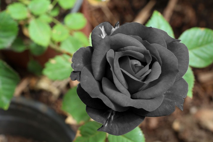black flower