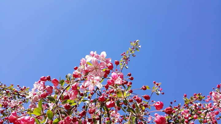 Cheery blossom