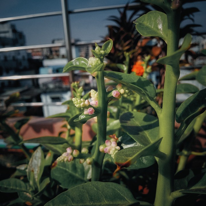 plant