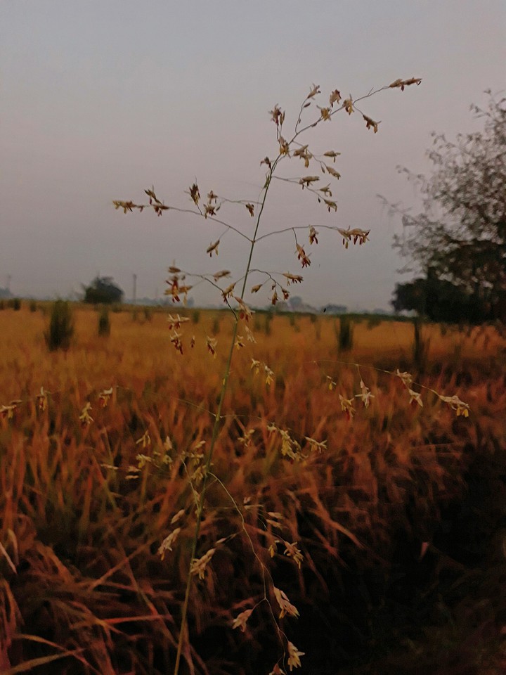 field