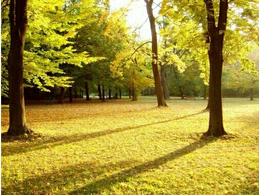 ліс