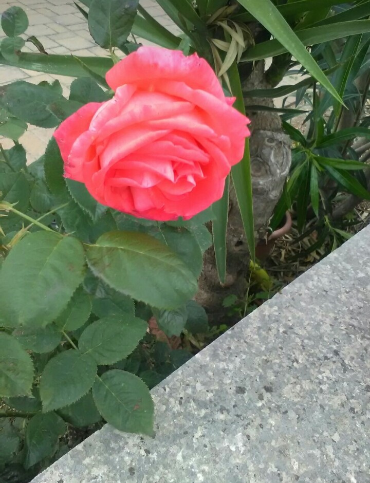 ~FLOWER❤~