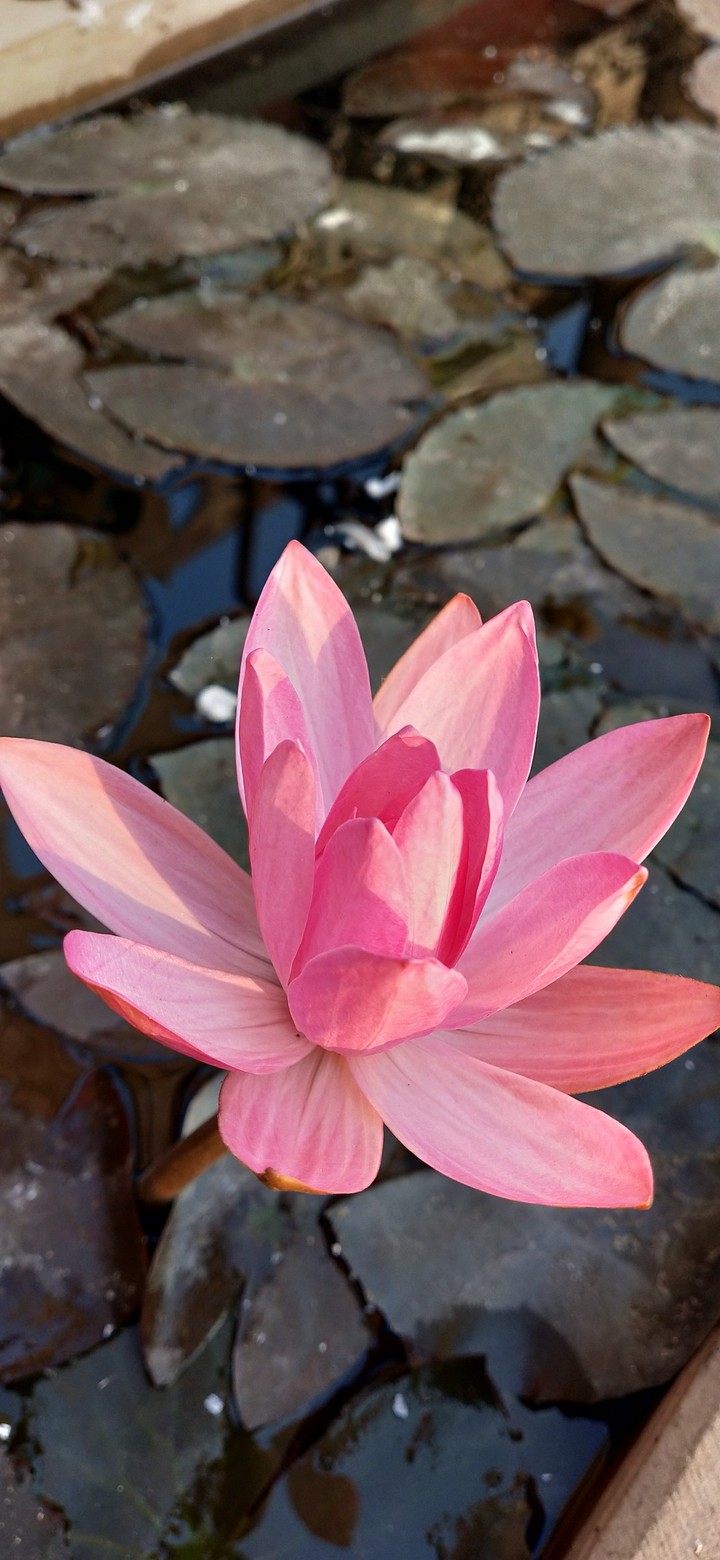 Lotus