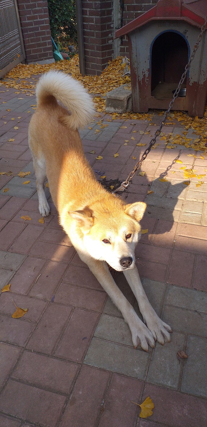 dog