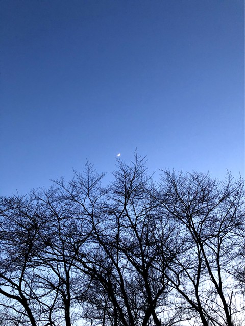 달나무
