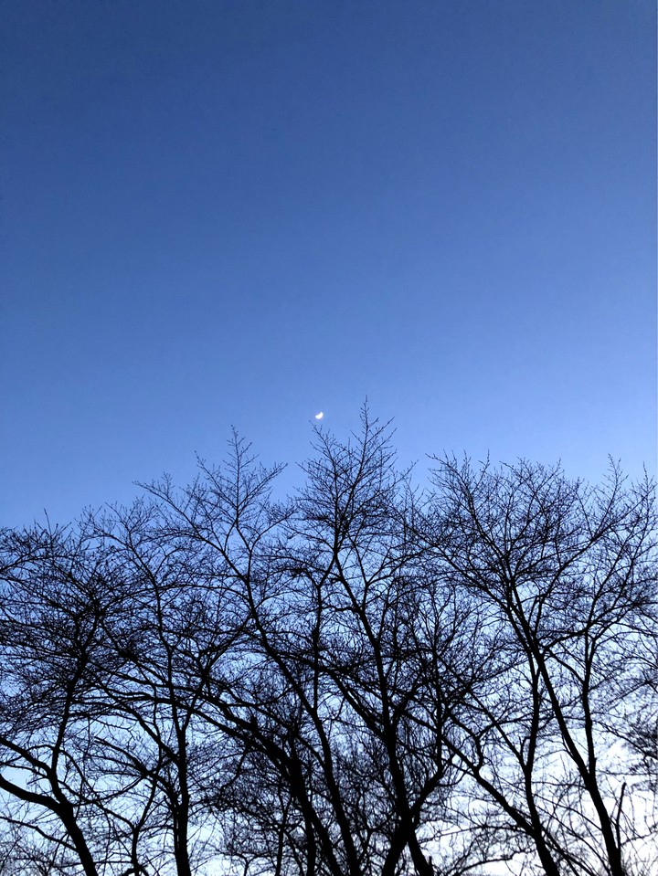 달나무