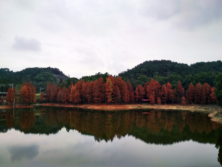 Forest park