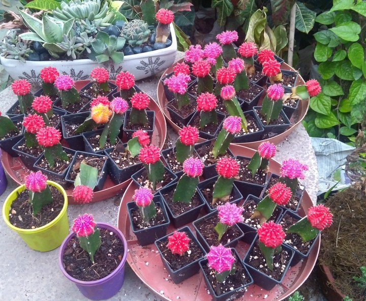 Pretty prickly