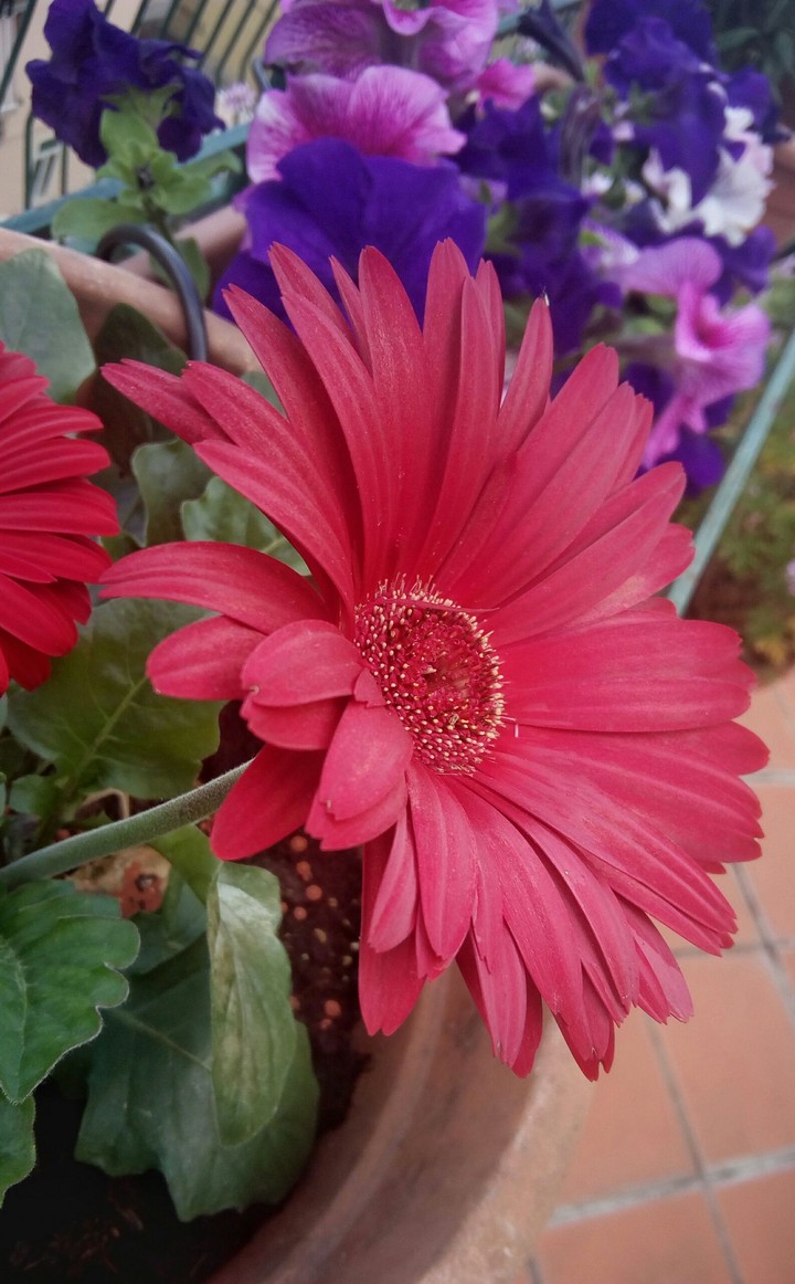 Pink flower