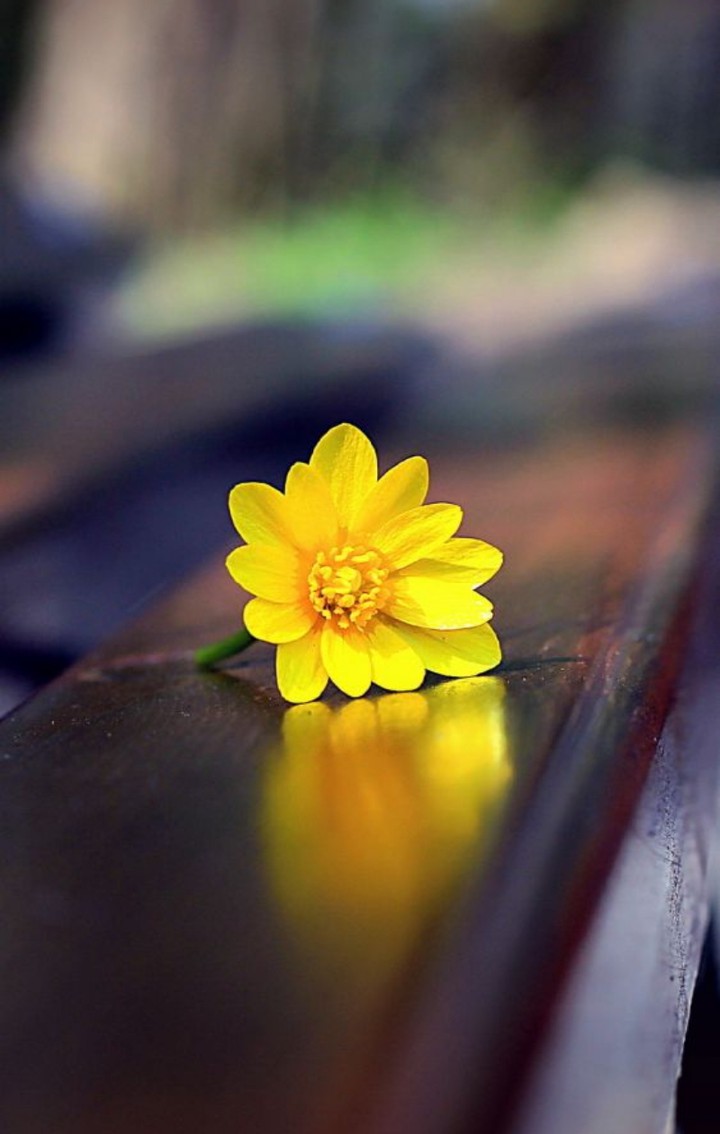 flor