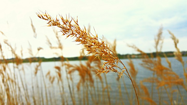 am see