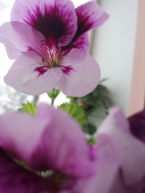 papéis de parede magenta, purple