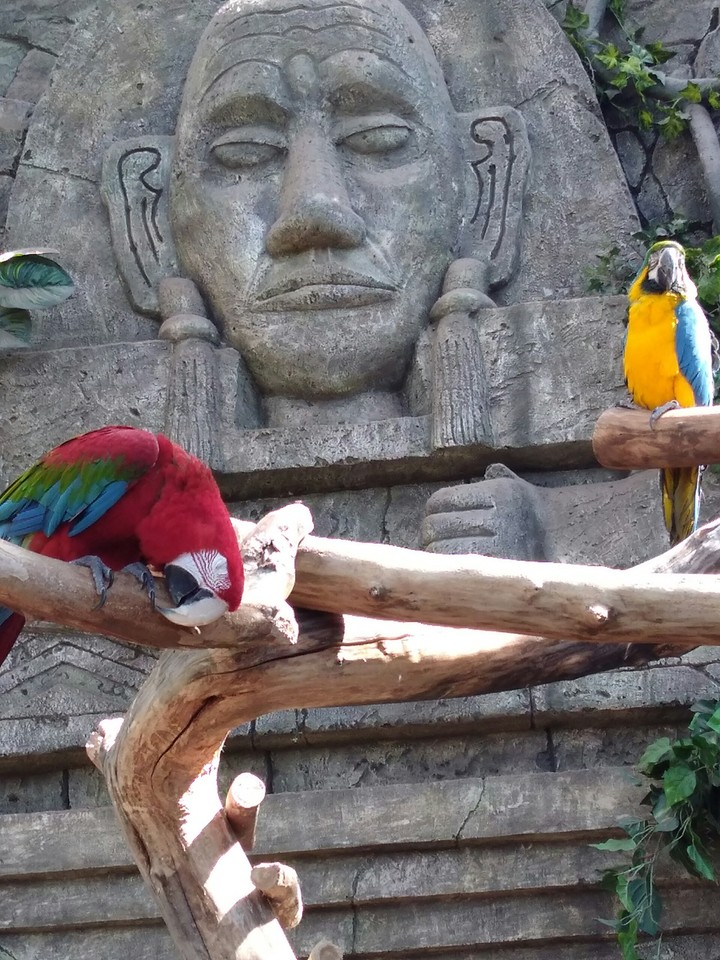 birds2