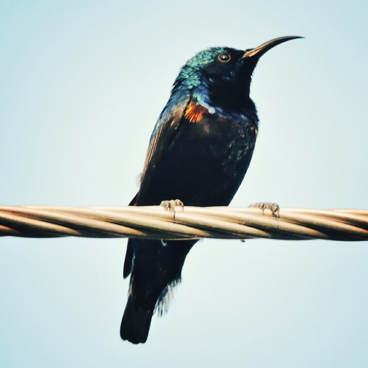 Purple Sunbird