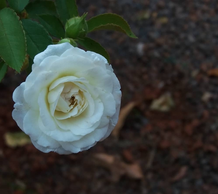 white flower