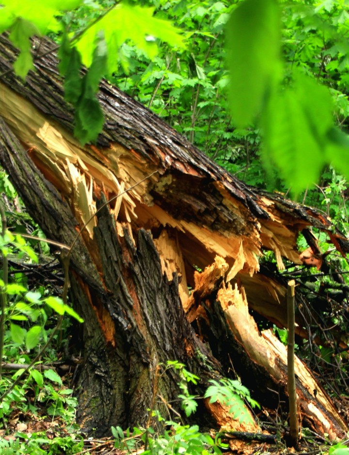 Forest. After hurricane.