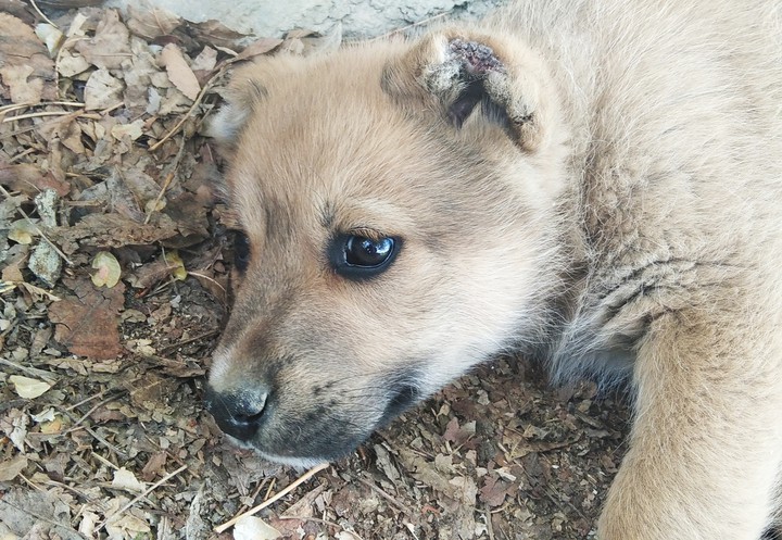 Cute puppy
