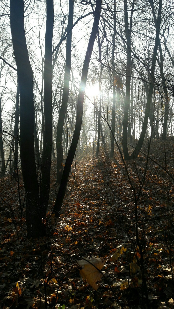 Autum