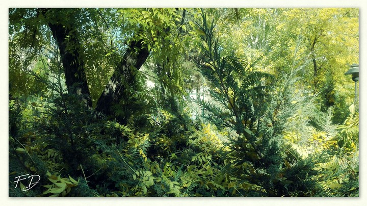 tree
