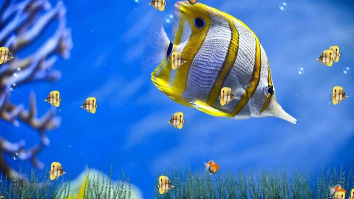 fish