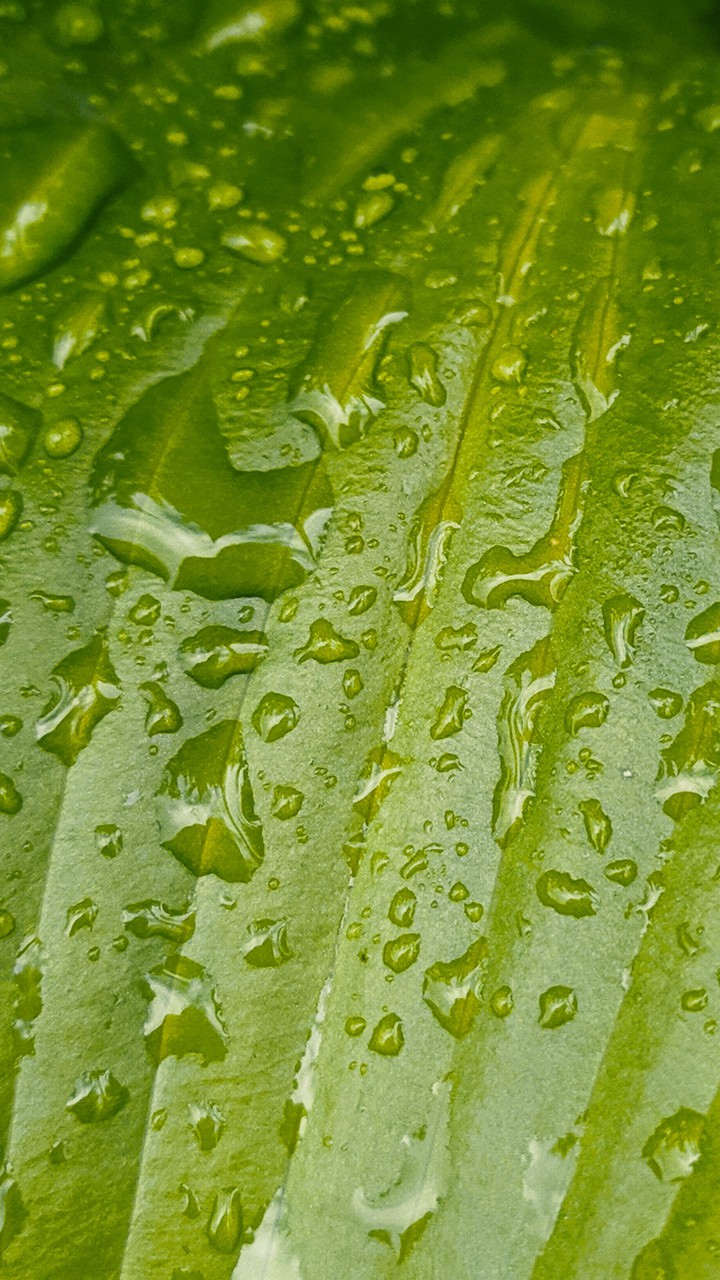 green leaves