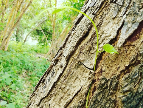 tree nature