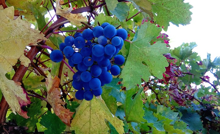 Grapeyard