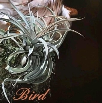 6x puzzle bird