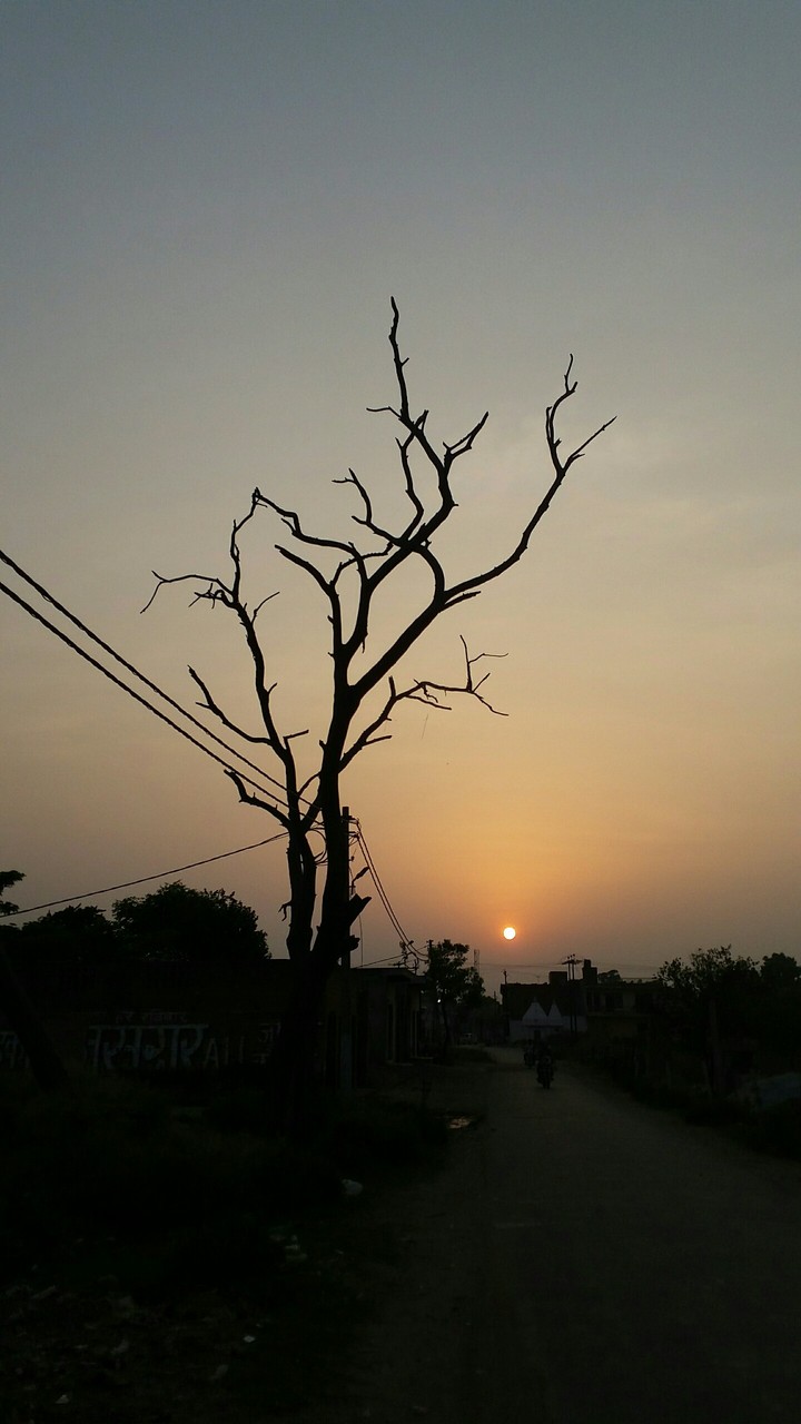 Bald Tree