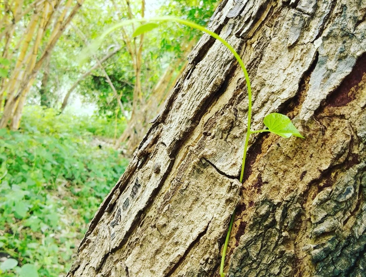 tree nature