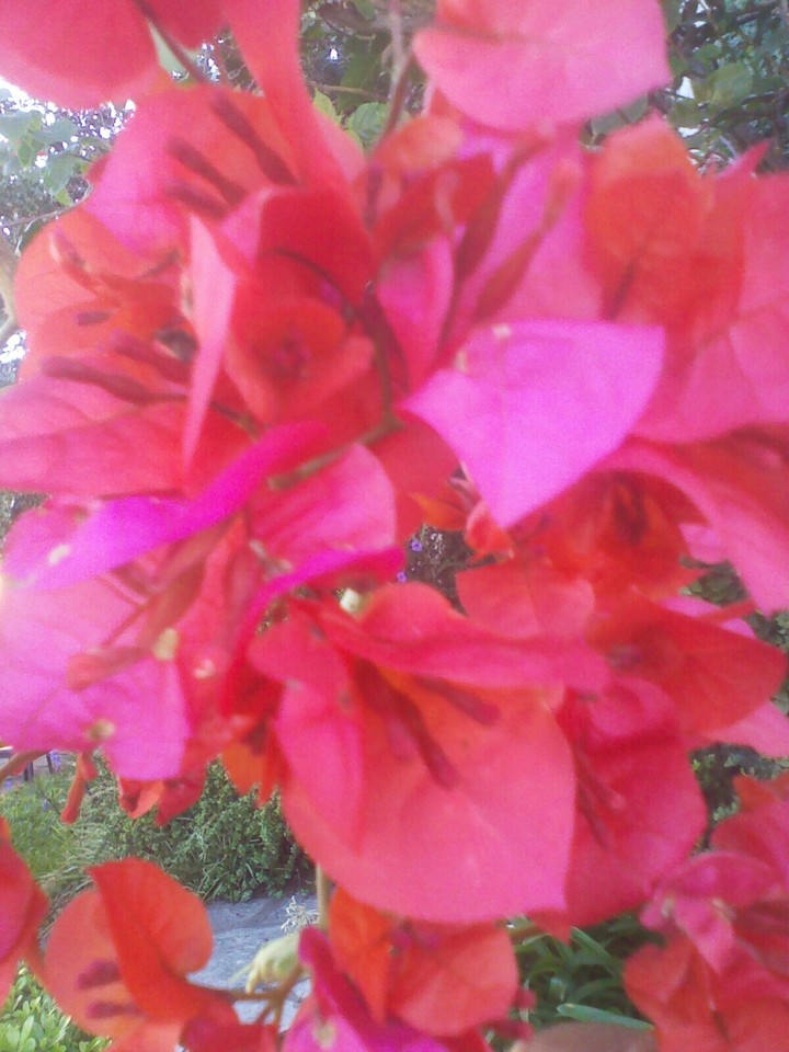 flores rosas primavera Y atrás flores violetas