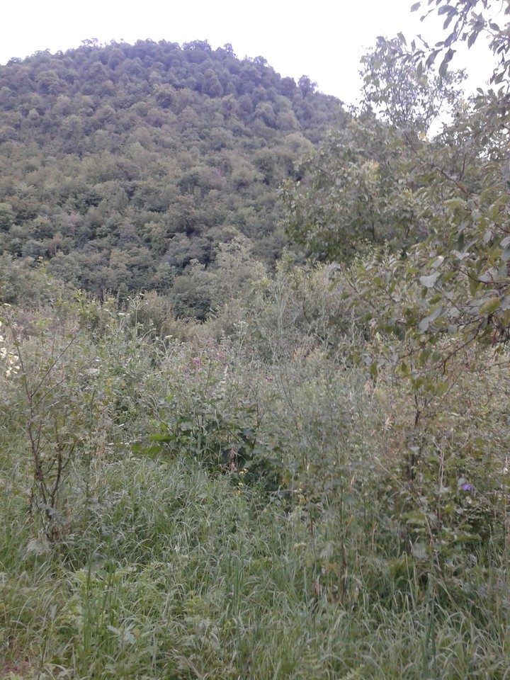 nature
