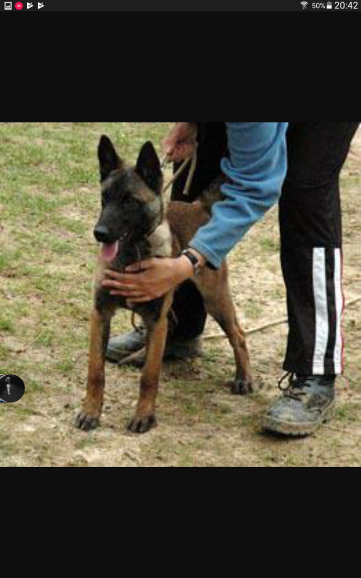 malinois