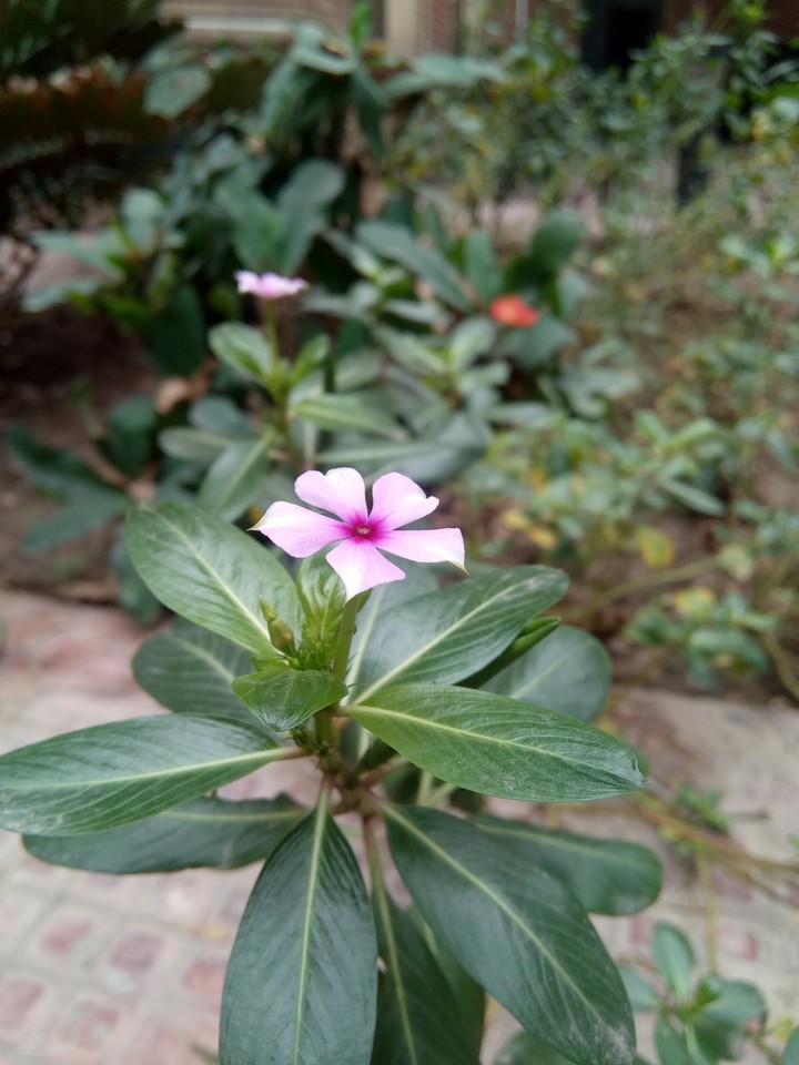 Little flower