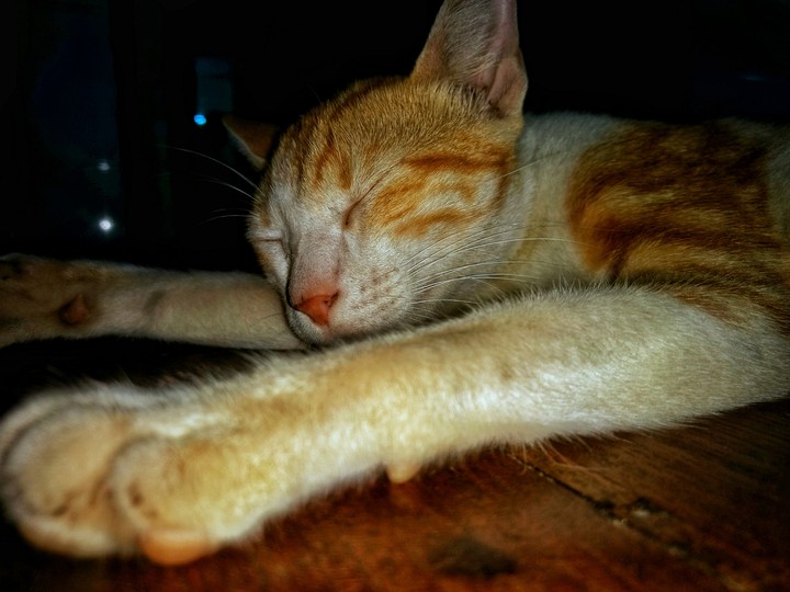 Pussycat