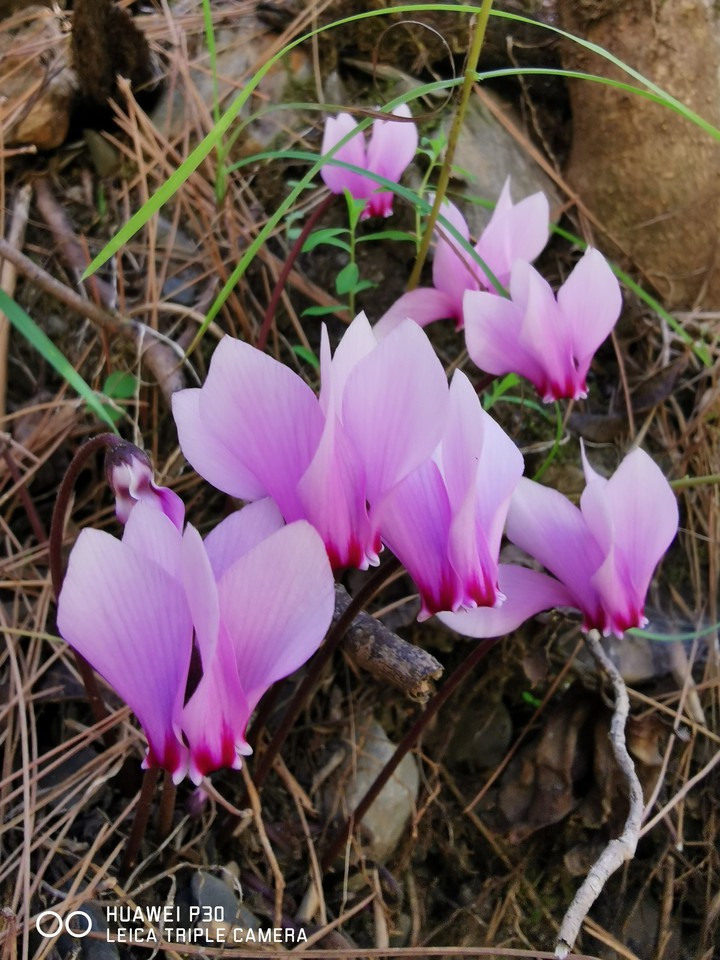 Fleur