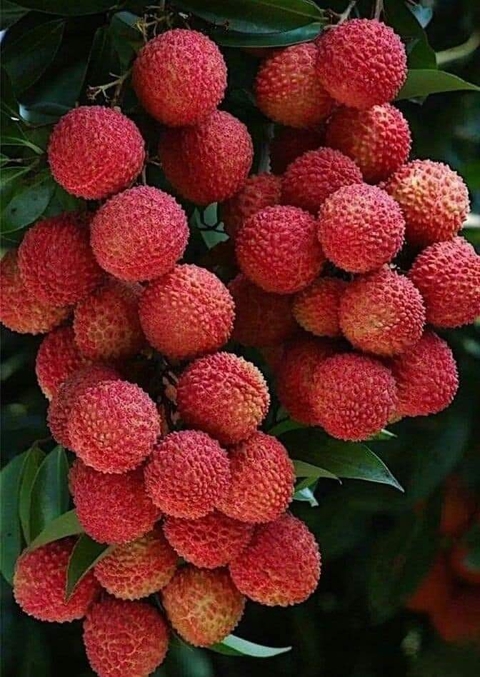 רקעים plant, produce
