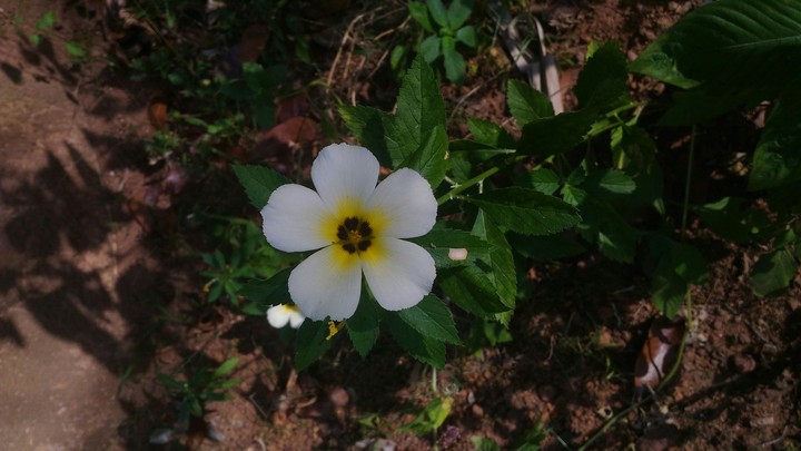nature