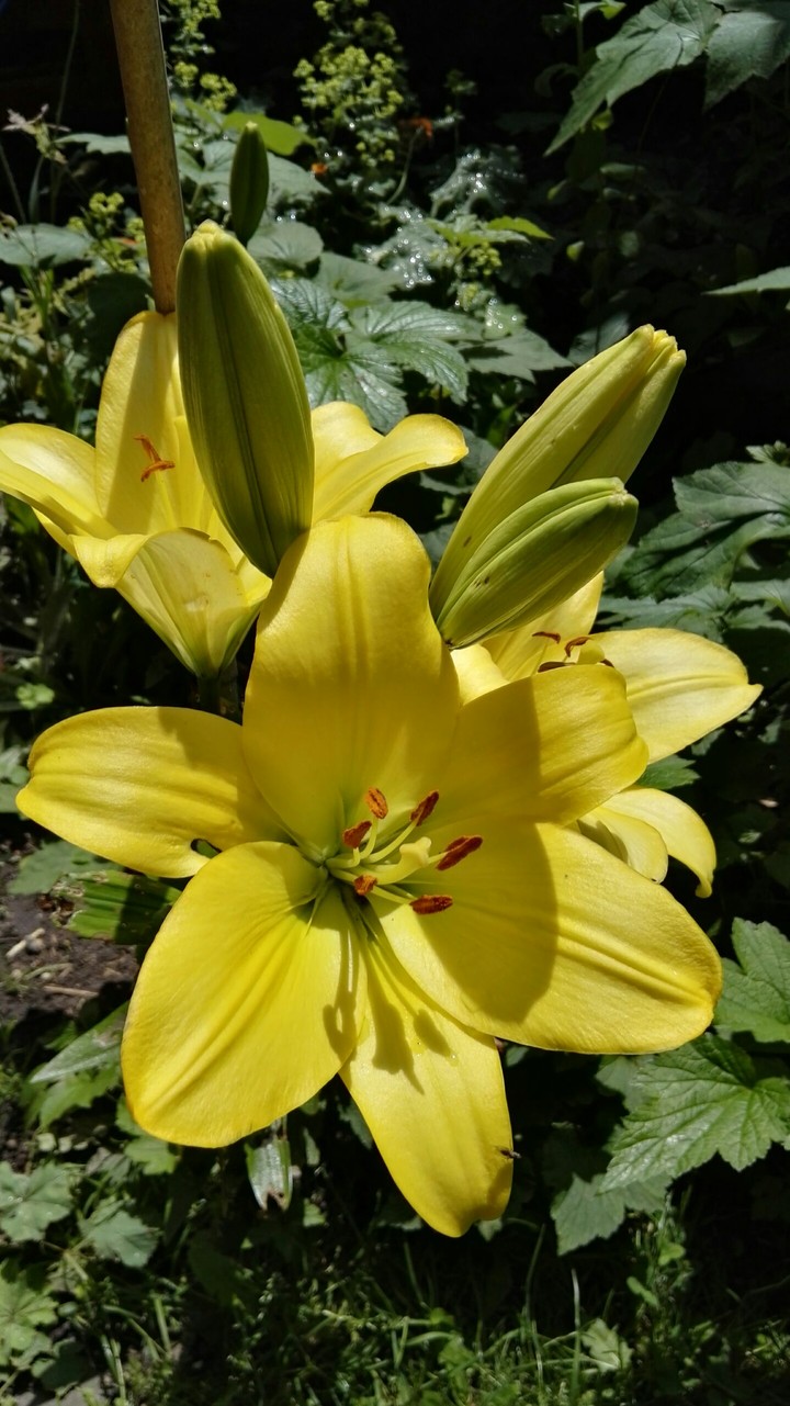 yellowgarden