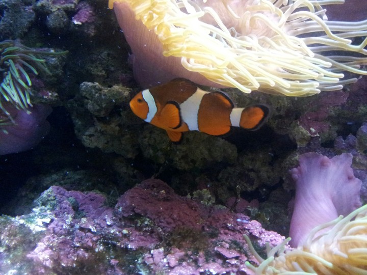 fish