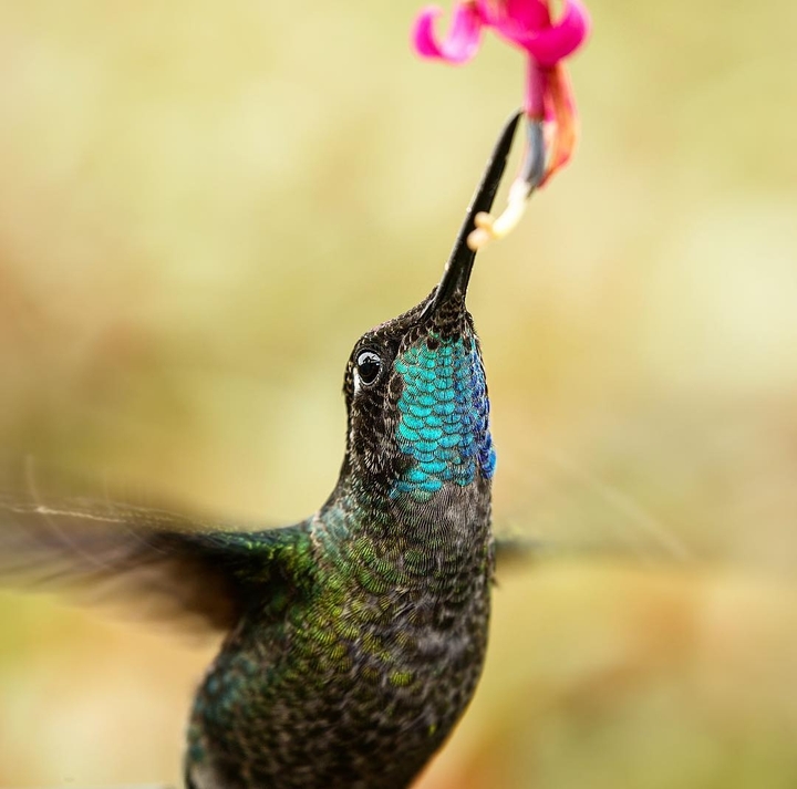 bird