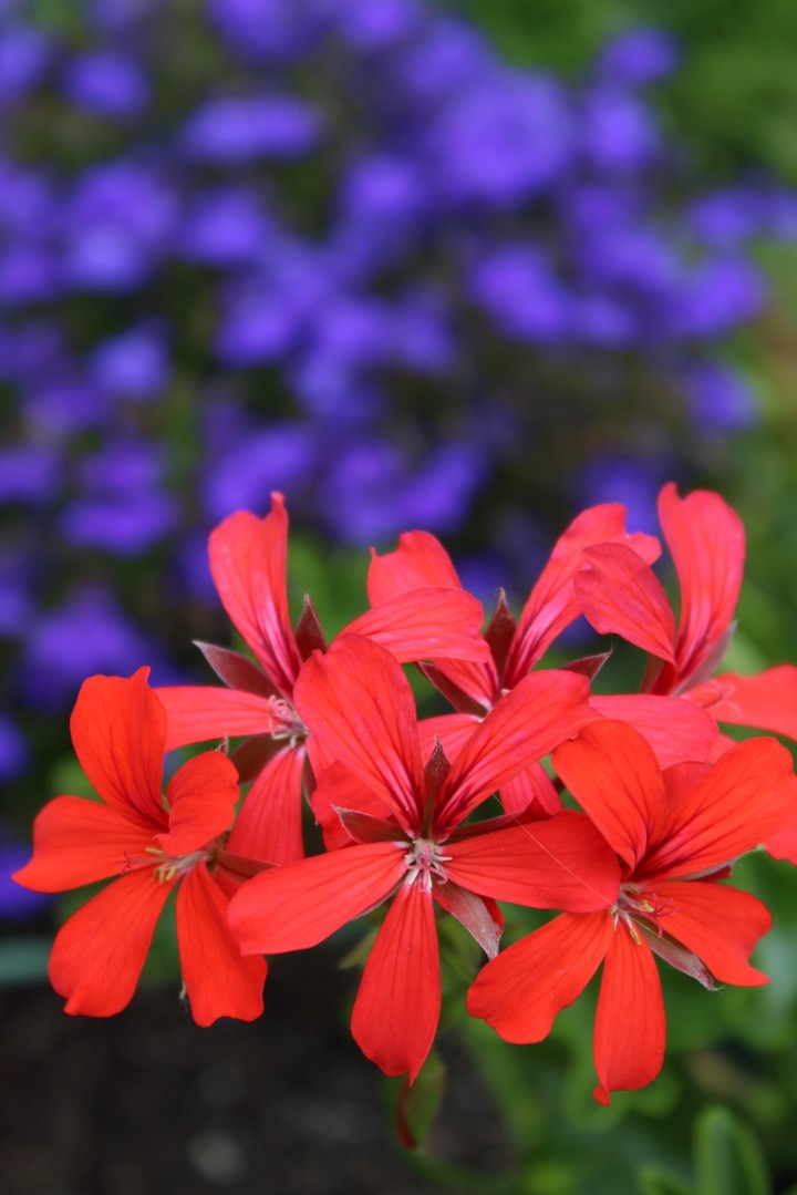 pelargonia
