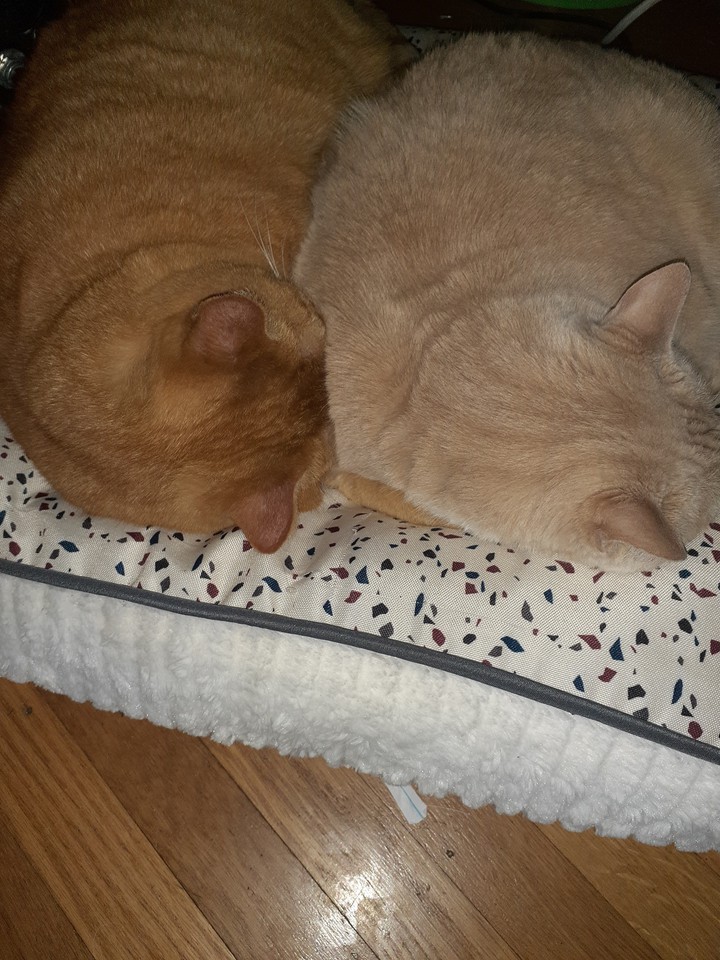 Sleepy Kitties