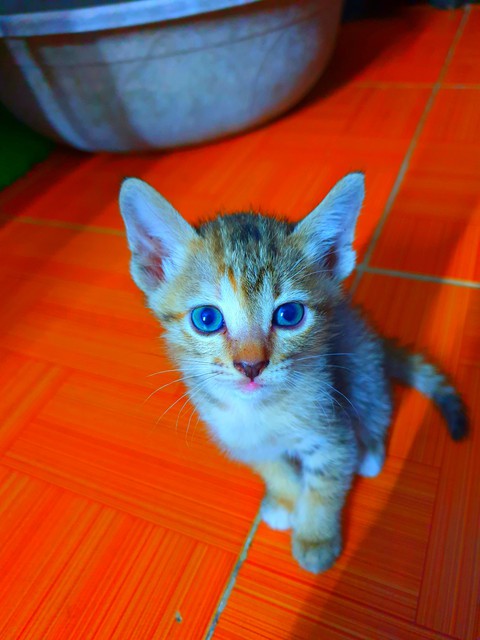 sfondi kitten, cat